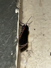 Virbia laeta