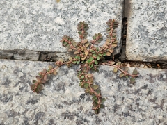 Euphorbia thymifolia