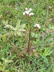 Valeriana dioica
