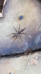 Neriidae
