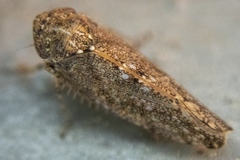 Paraphlepsius irroratus