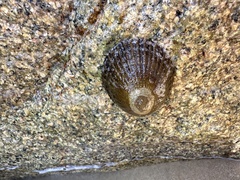 Cellana tramoserica