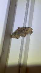 Rheumaptera meadii
