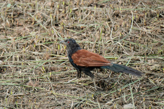 Centropus sinensis