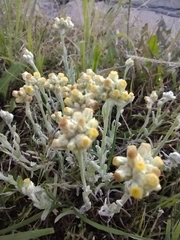 Pseudognaphalium stramineum