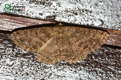 Racotis boarmiaria