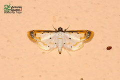 Leucinodella leucostola