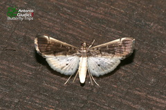 Orphnophanes eucerusalis