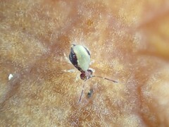 Dicyrtomidae