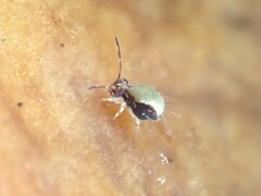 Dicyrtomidae