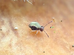 Dicyrtomidae