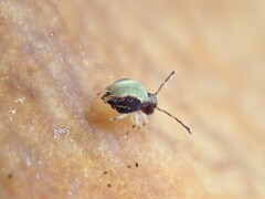 Dicyrtomidae