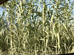 Arundo donax