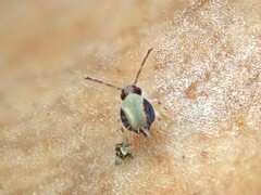 Dicyrtomidae