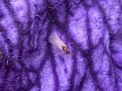 Brachymyrmex depilis