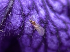 Brachymyrmex depilis
