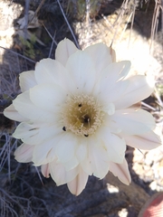 Trichocereus deserticola