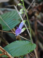 Rhynchoglossum obliquum