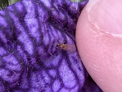 Brachymyrmex depilis