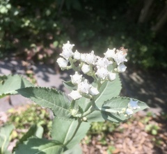 Parthenium integrifolium