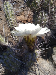 Trichocereus deserticola