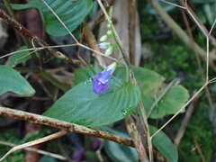 Rhynchoglossum obliquum