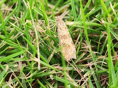 Nomophila noctuella