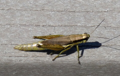 Paroxya clavuligera