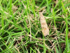 Nomophila noctuella
