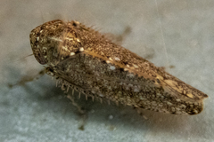 Paraphlepsius irroratus