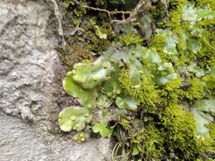 Marchantia