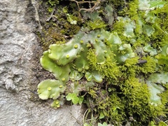 Marchantia