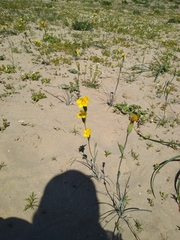 Sisyrinchium graminifolium