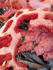 Clathrus ruber