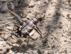Cicindela tranquebarica