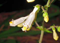 Penstemon tenuiflorus
