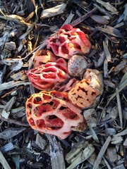 Clathrus ruber