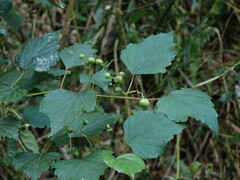 Ampelopsis
