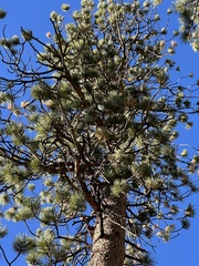 Pinus ponderosa