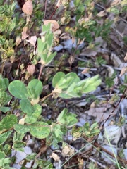 Kummerowia stipulacea