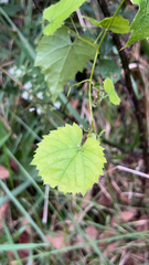 Vitis rotundifolia