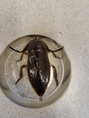 Lethocerus americanus