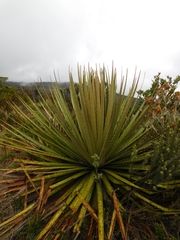 Puya goudotiana