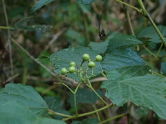 Ampelopsis