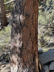 Pinus ponderosa