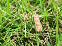 Nomophila noctuella