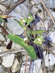 Euphorbia nutans