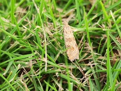 Nomophila noctuella