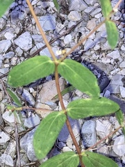 Euphorbia nutans