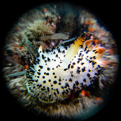 Acanthodoris rhodoceras